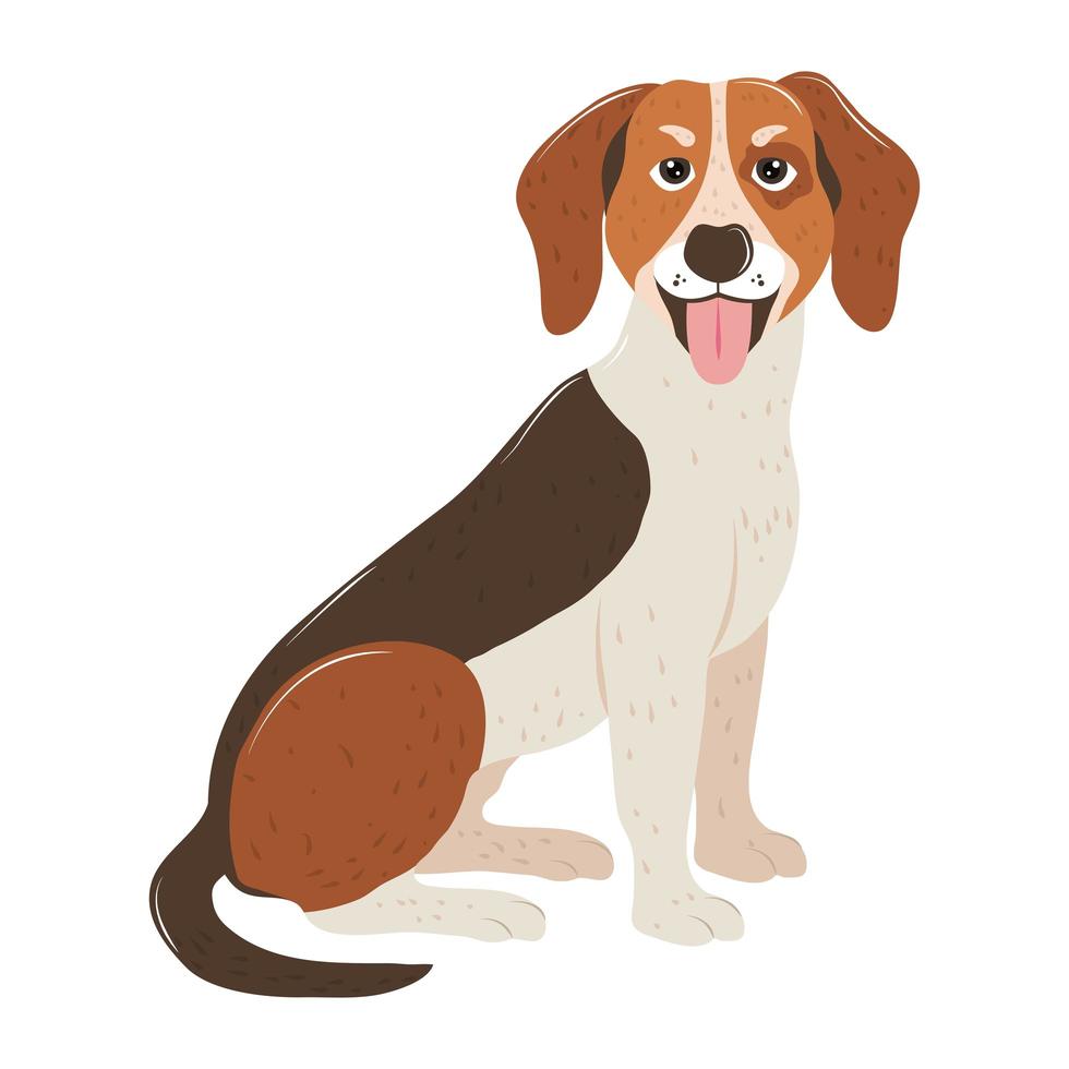 Perro mascota animal de raza beagle sentado sobre fondo blanco. vector