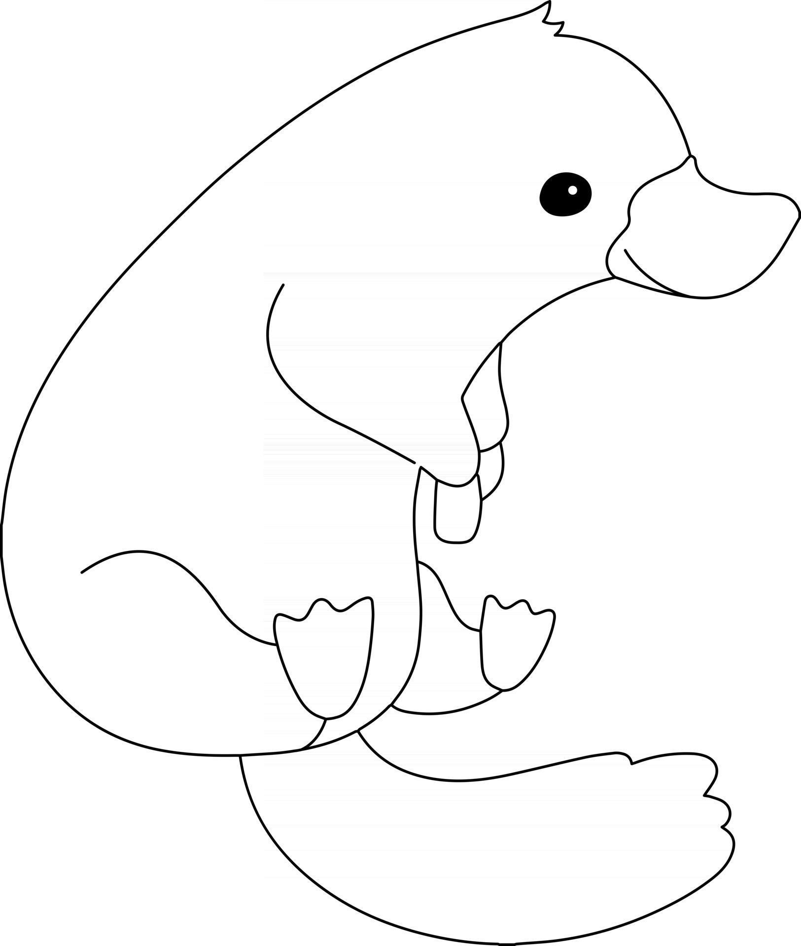 Platypus Kids Coloring Page Great for Beginner Coloring Book 2515861