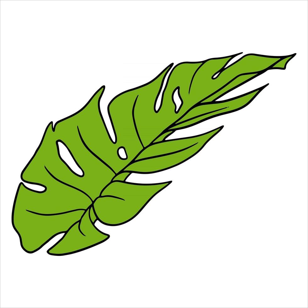 Tropical plants exotic carved green leaf in cartoon style vector