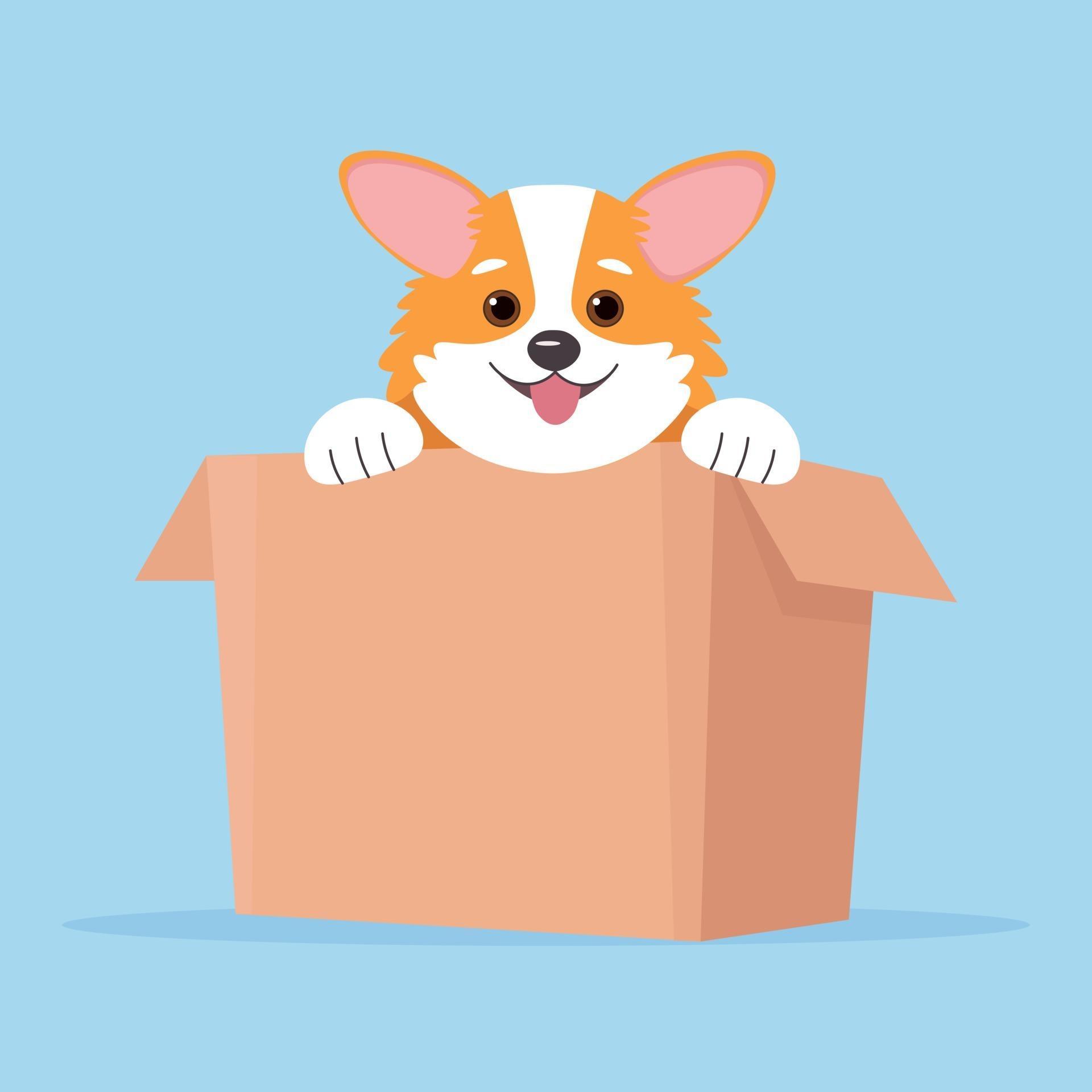 Corgi dog in box vector
