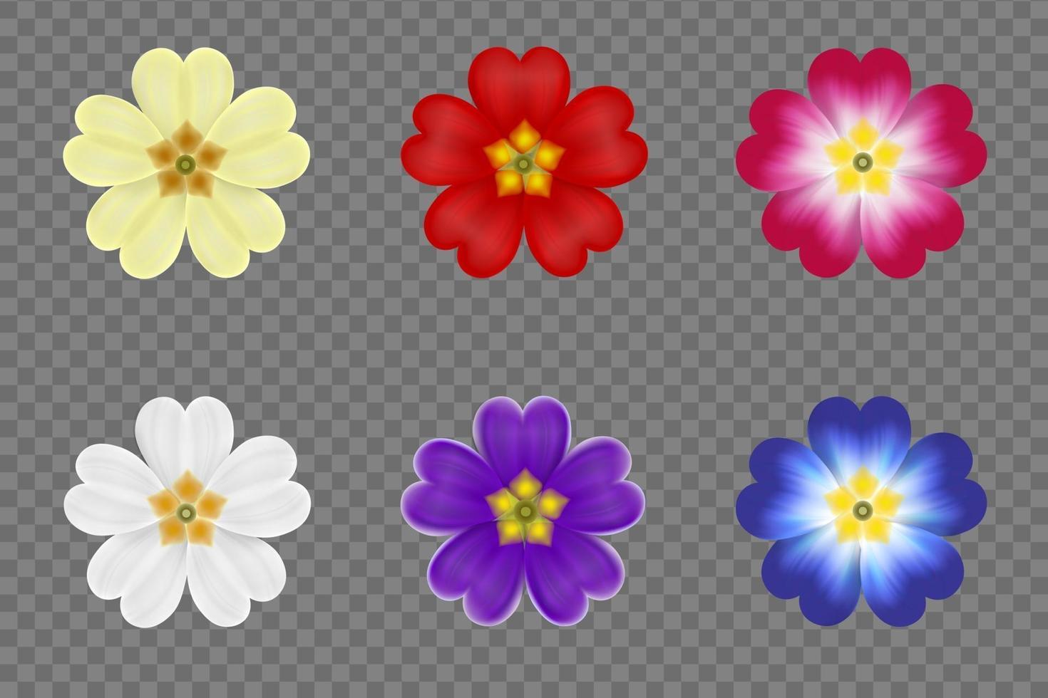 conjunto de flores de prímula aislado vector