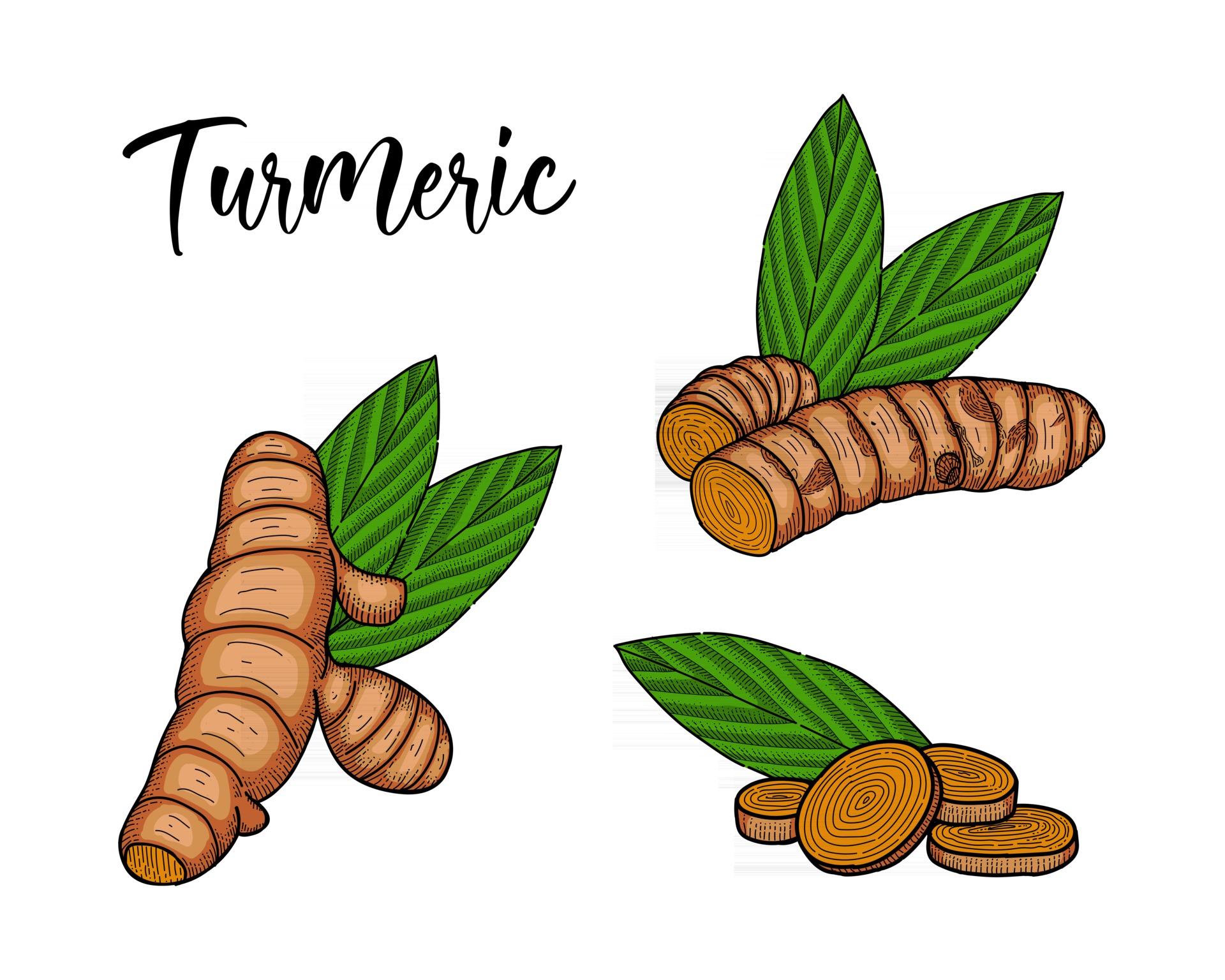 line art hand drawn style vector illustration of Turmeric 2517825