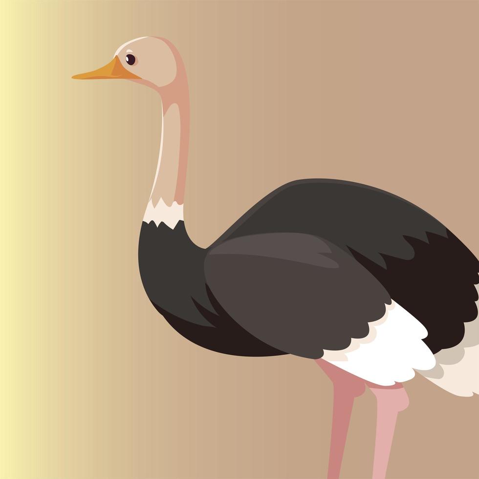 ostrich australian animal wildlife native vector