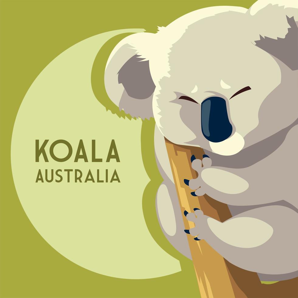 koala marsupial australian animal wildlife vector
