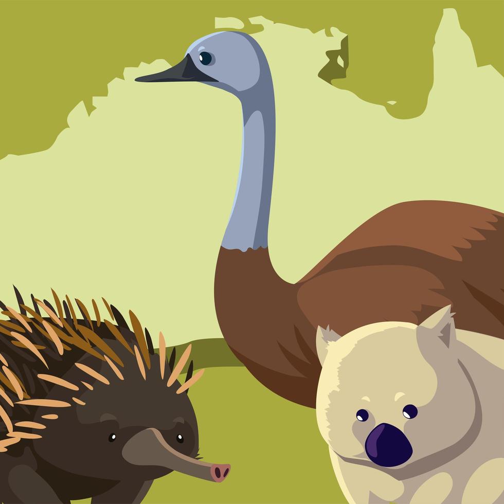 emu wombat and hedgehog australian continent map animal wildlife vector