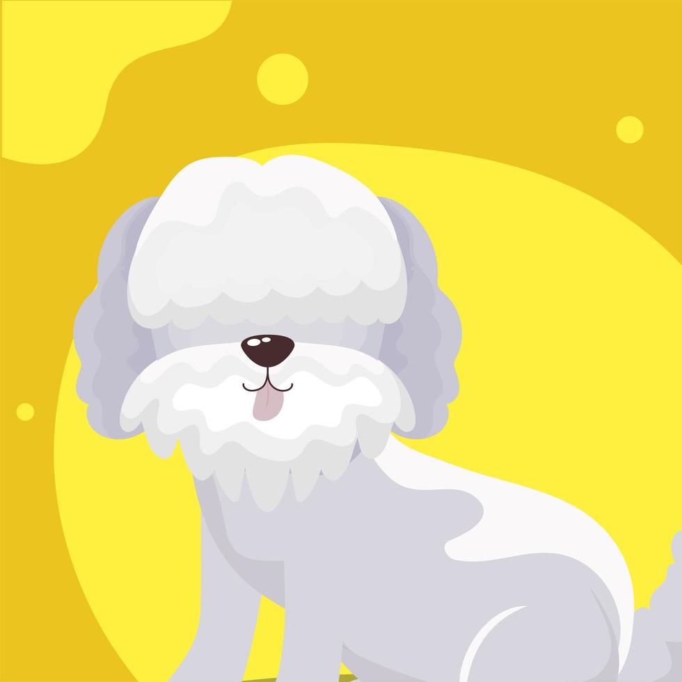 portrait of cute little dog poodle vector