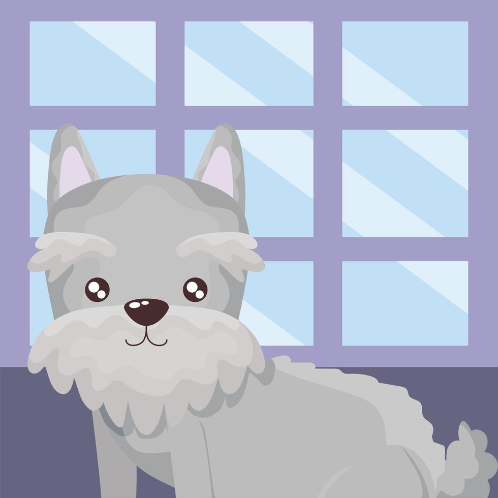 cute little dog schnauzer domestic animal in room pet vector