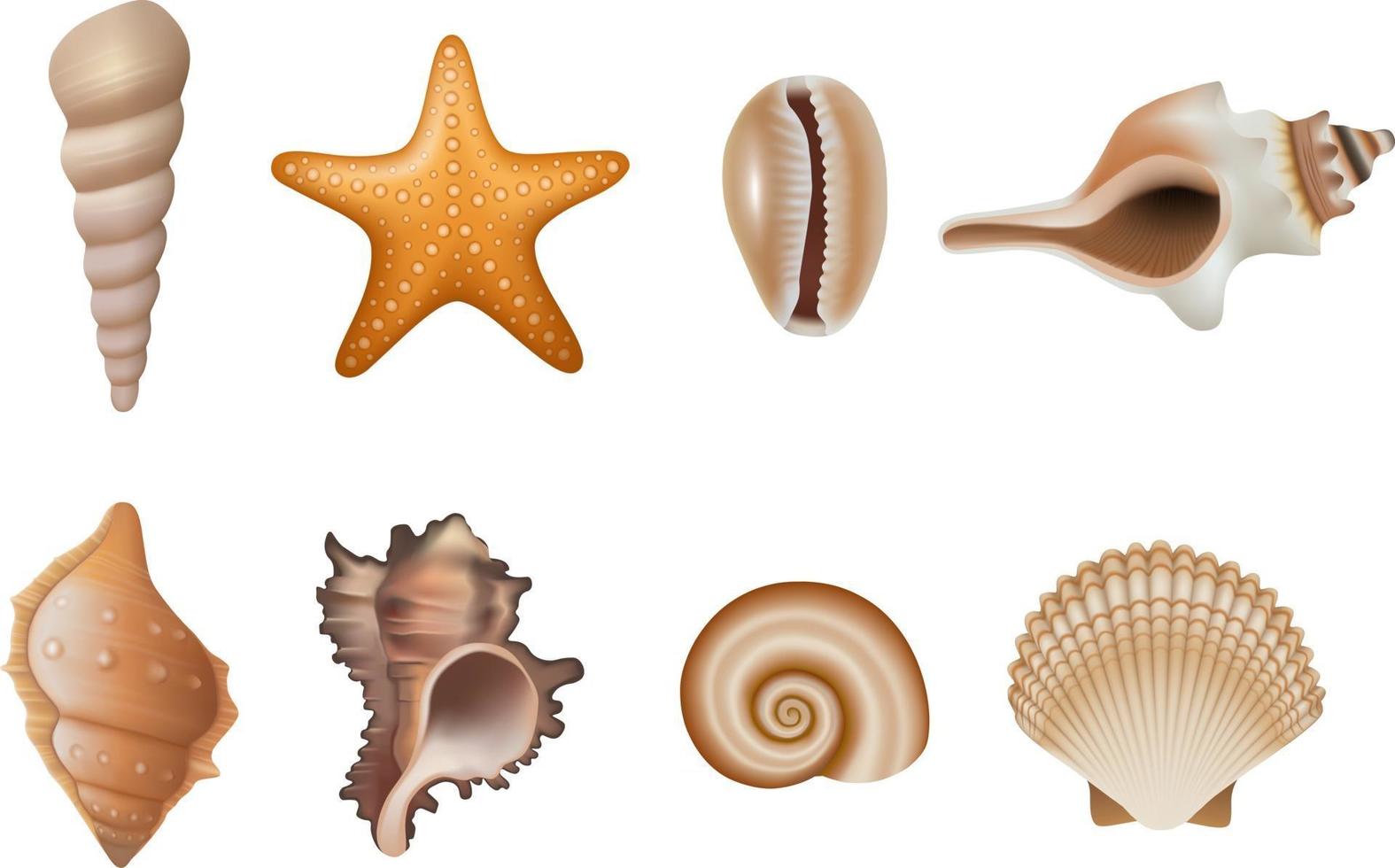 set of isolated seashells and starfish vector