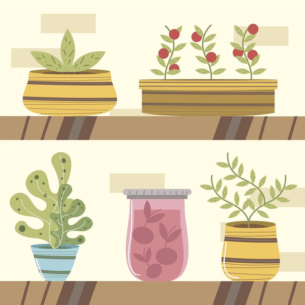 Estante de jardín de casa con plantas en macetas, plantas suculentas y tomates. vector