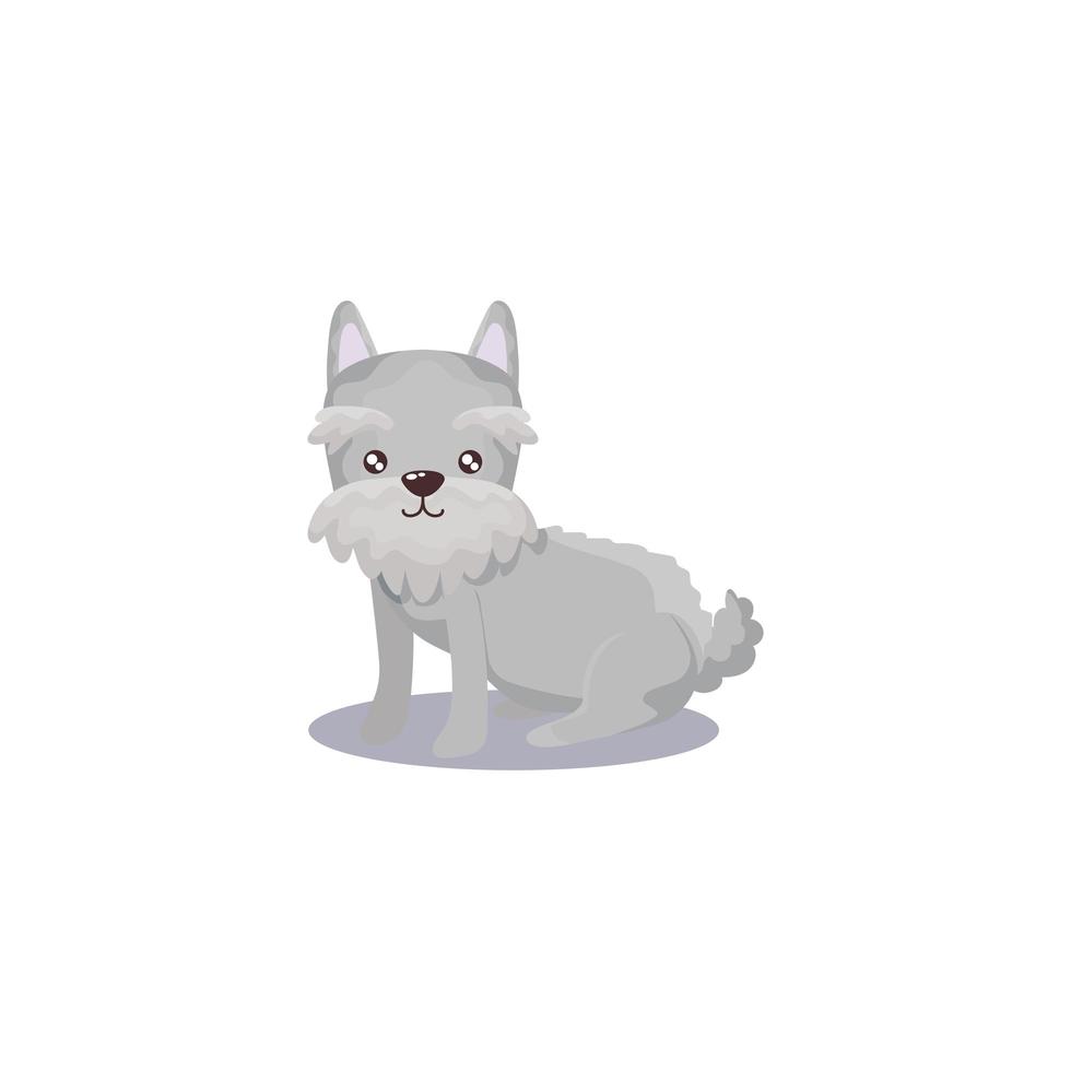 mascota, schnauzer, perro, animal, doméstico, fondo blanco vector