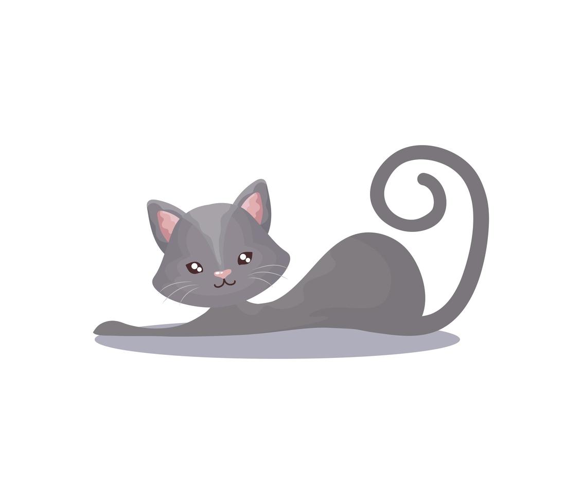 pet gray cat animal domestic white background vector