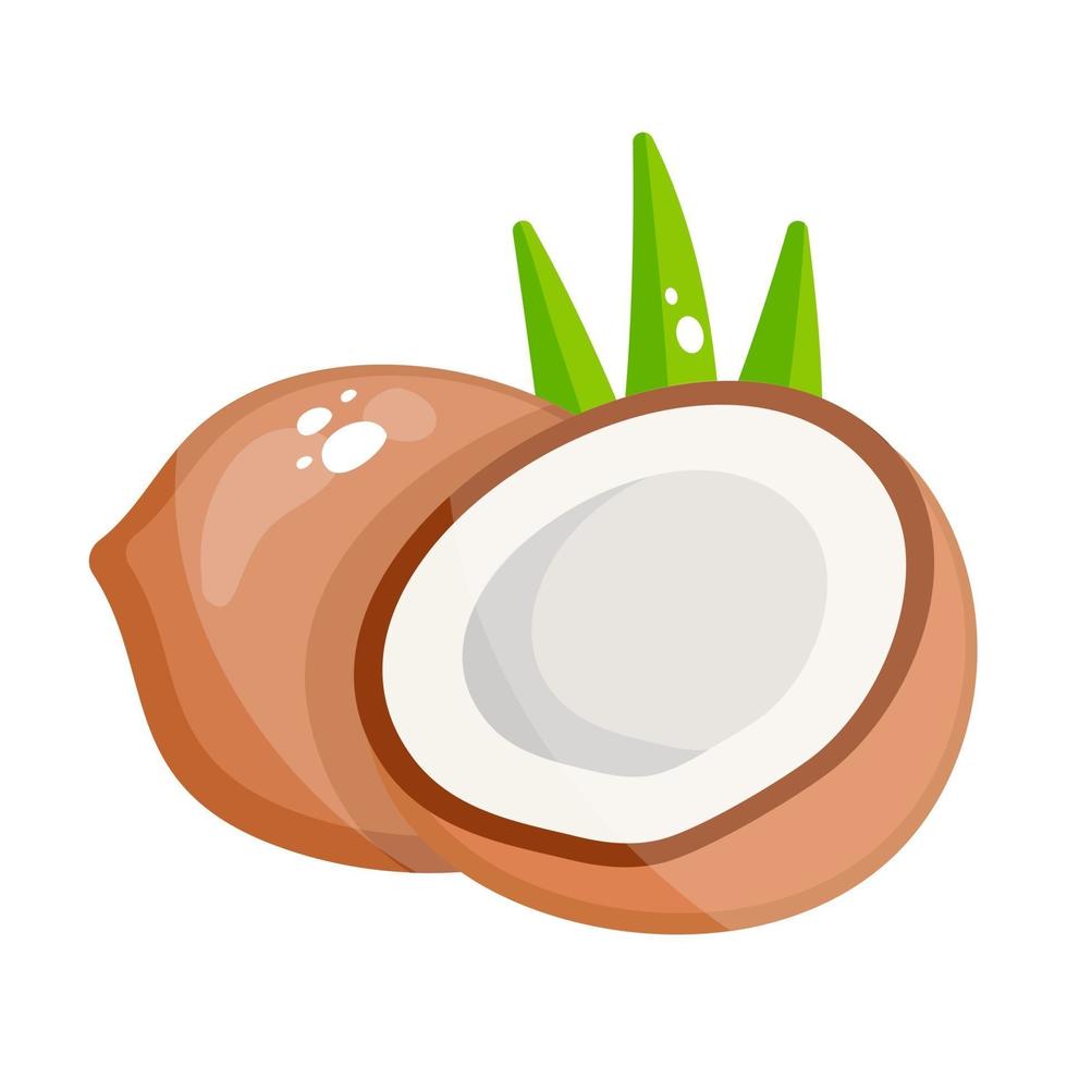 Coconut with cross section vector