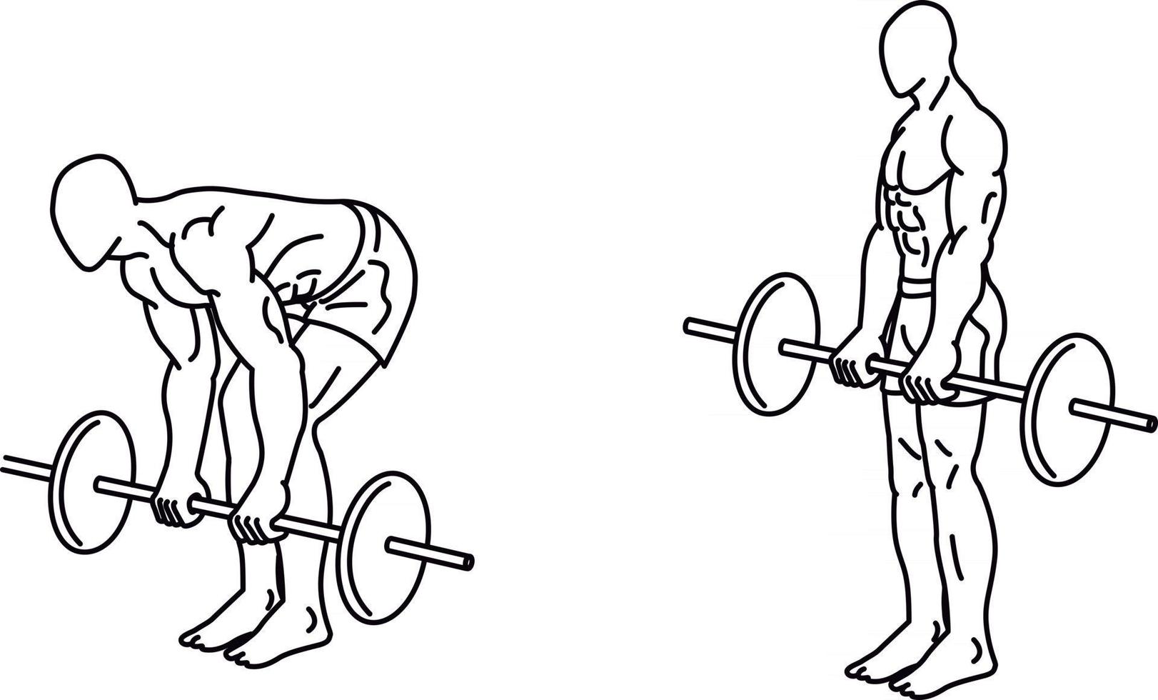 Deadlift Exercises and training with weights vector