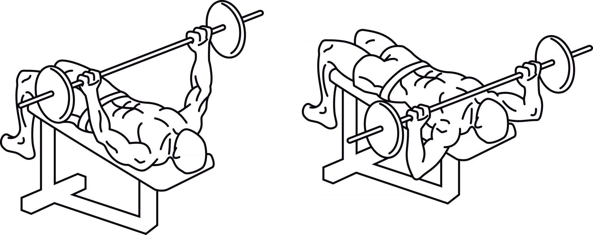 bench press Exercises and training with weights vector