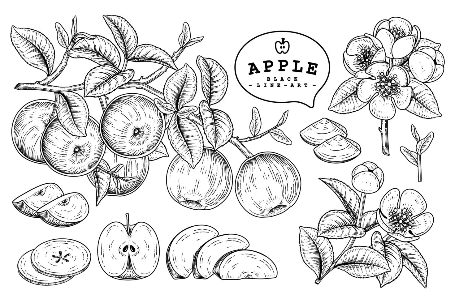 Whole half slice and branch of apple with fruits and flowers Hand drawn sketch Botanical illustrations decorative set vector