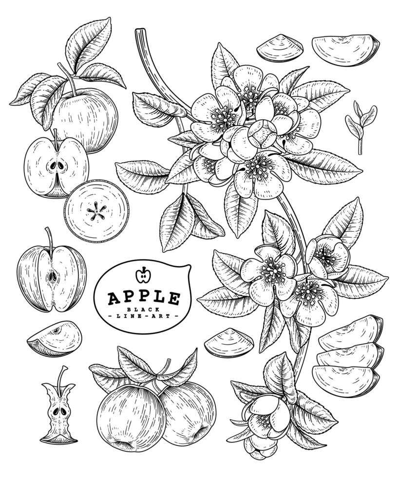 Whole half slice and branch of apple with flowers Hand drawn sketch Botanical illustrations decorative set vector