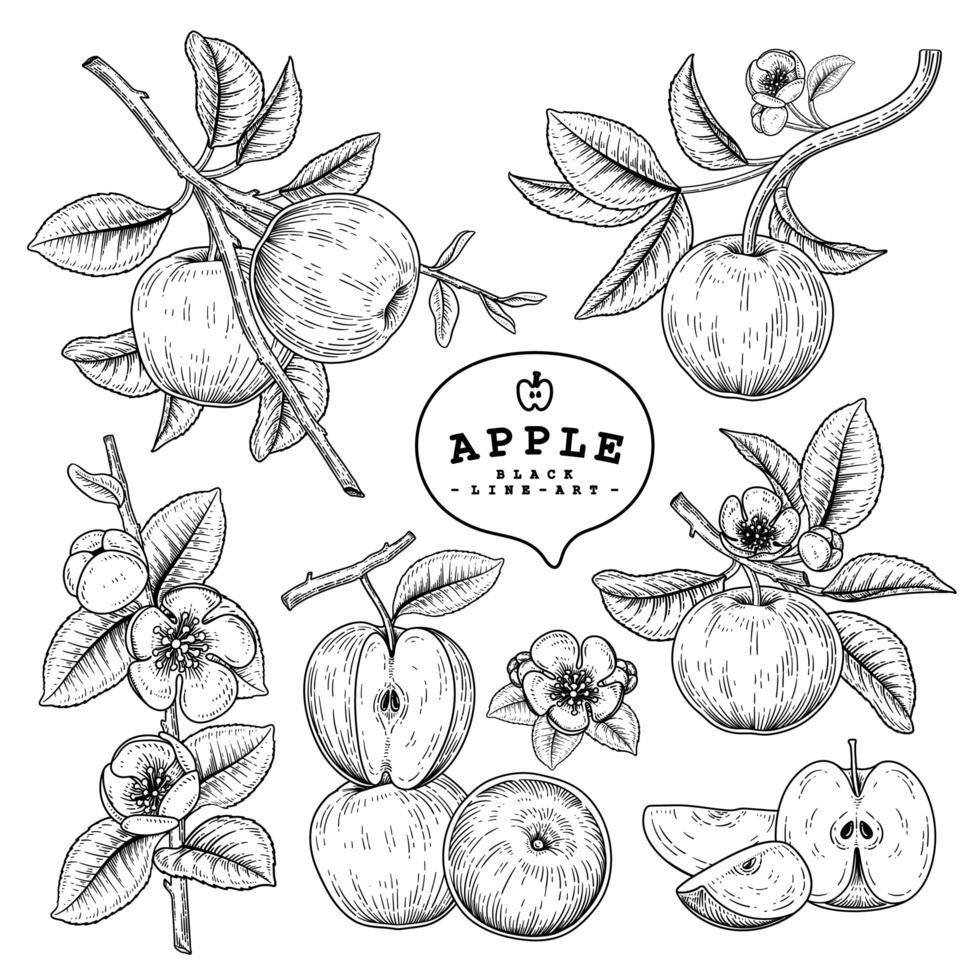 Whole half slice and branch of apple with fruits and flowers Hand drawn sketch Botanical illustrations decorative set vector