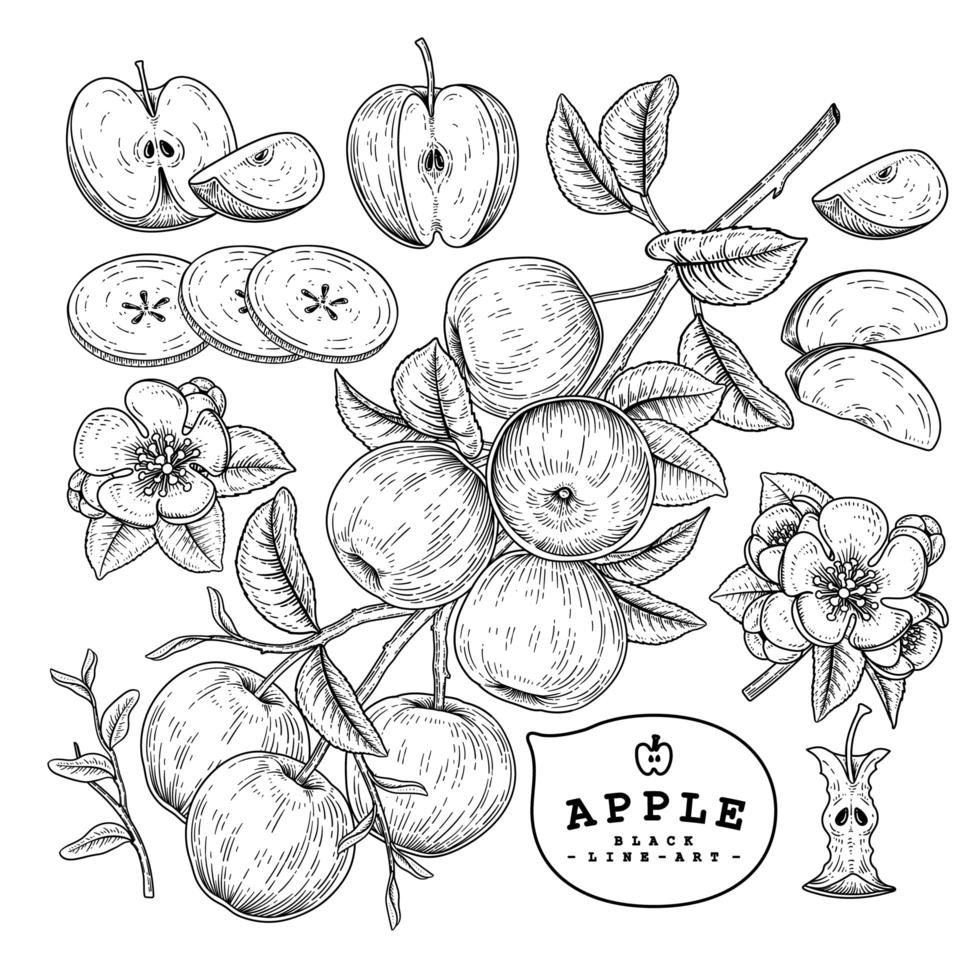 mitad entera flores y rama de manzana con frutas boceto dibujado a mano ilustraciones botánicas conjunto decorativo vector