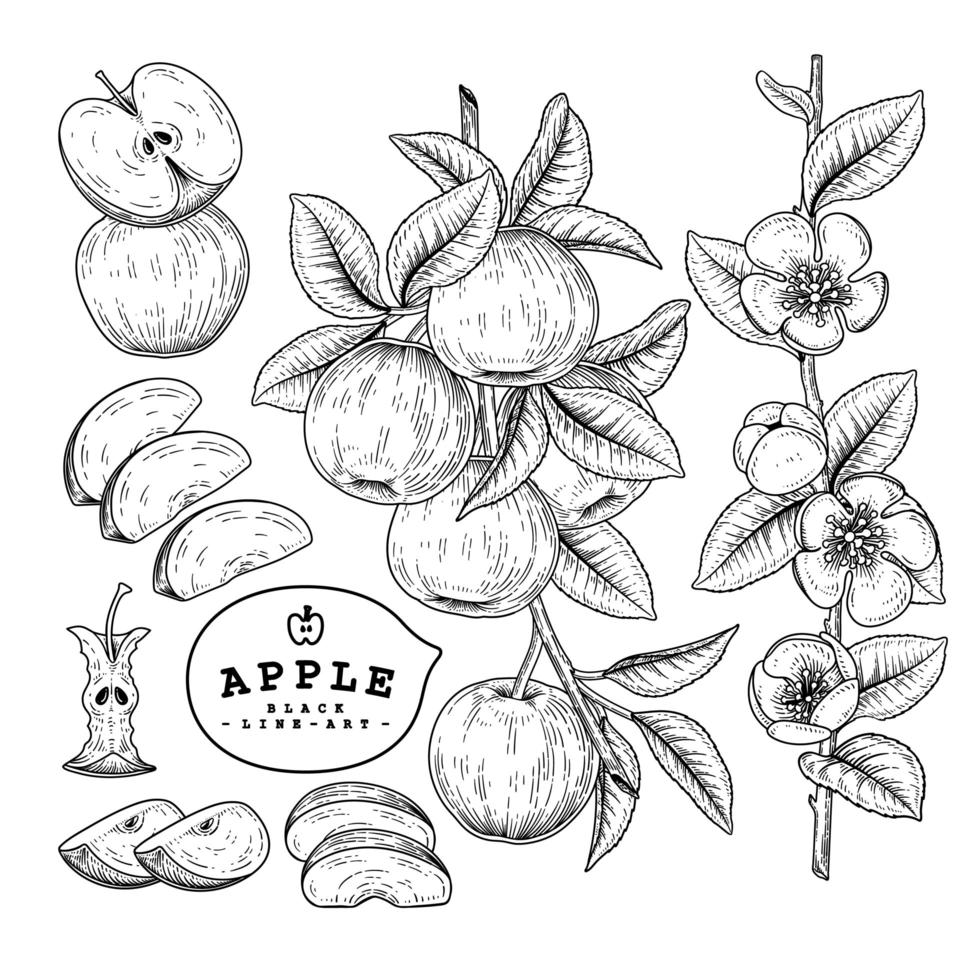 Whole half slice and branch of apple with fruits and flowers Hand drawn sketch Botanical illustrations decorative set vector