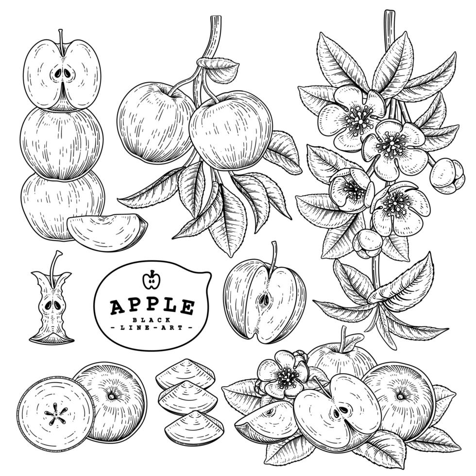 Whole half slice and branch of apple with fruits and flowers Hand drawn sketch Botanical illustrations decorative set vector