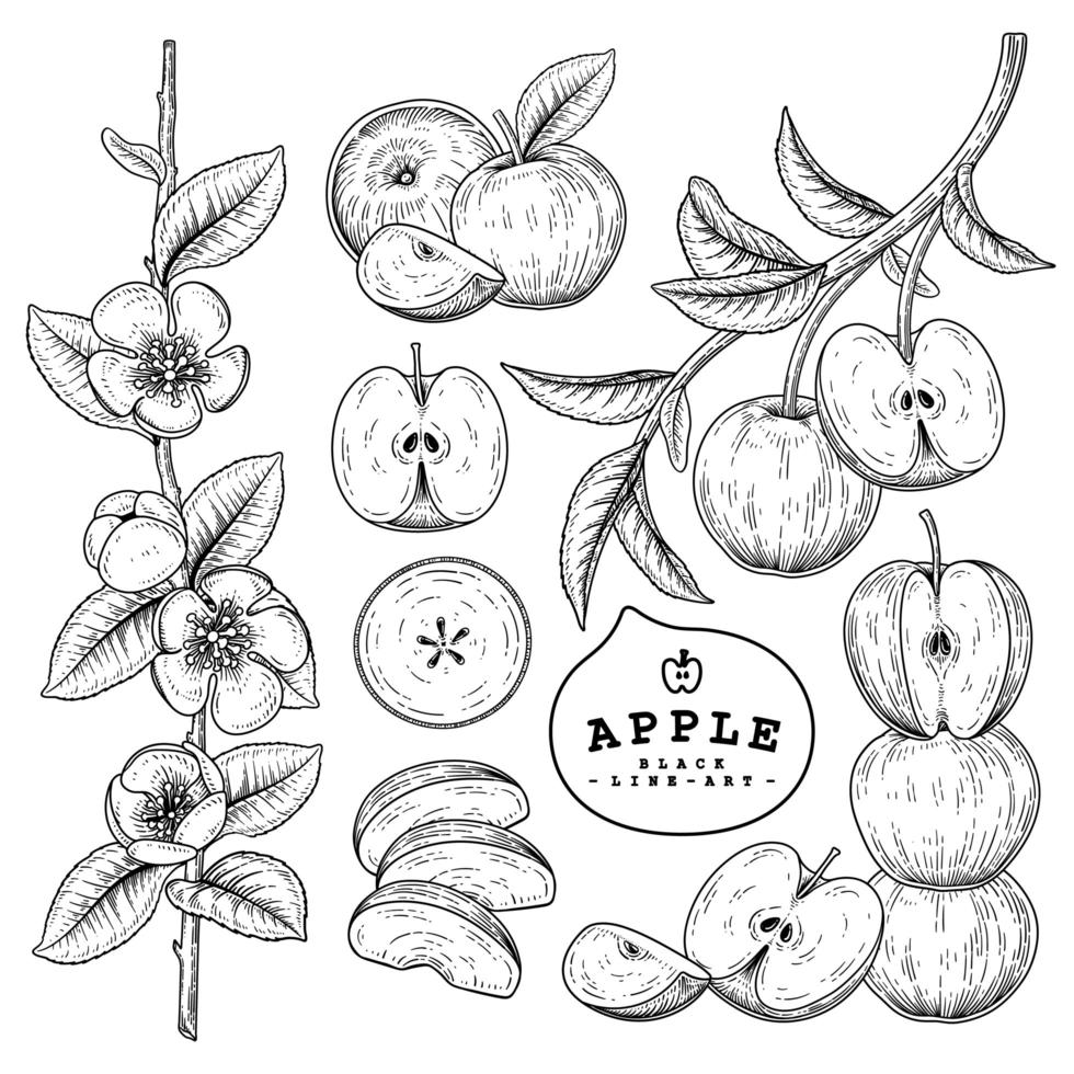 Whole half slice and branch of apple with fruits and flowers Hand drawn sketch Botanical illustrations decorative set vector