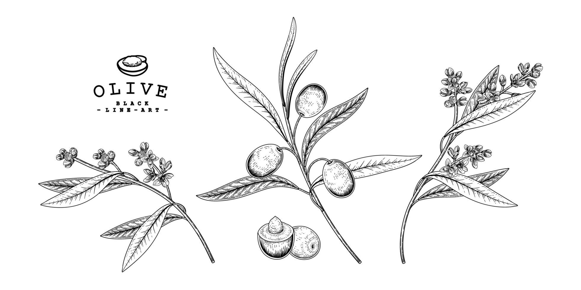 Branch of olive with fruits and flowers Hand drawn Sketch Botanical illustrations decorative set vector