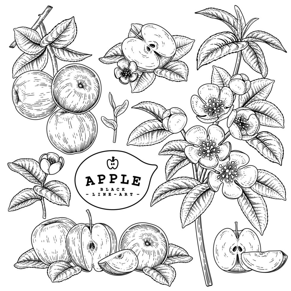 Whole half slice and branch of apple with fruits and flowers Hand drawn sketch Botanical illustrations decorative set vector