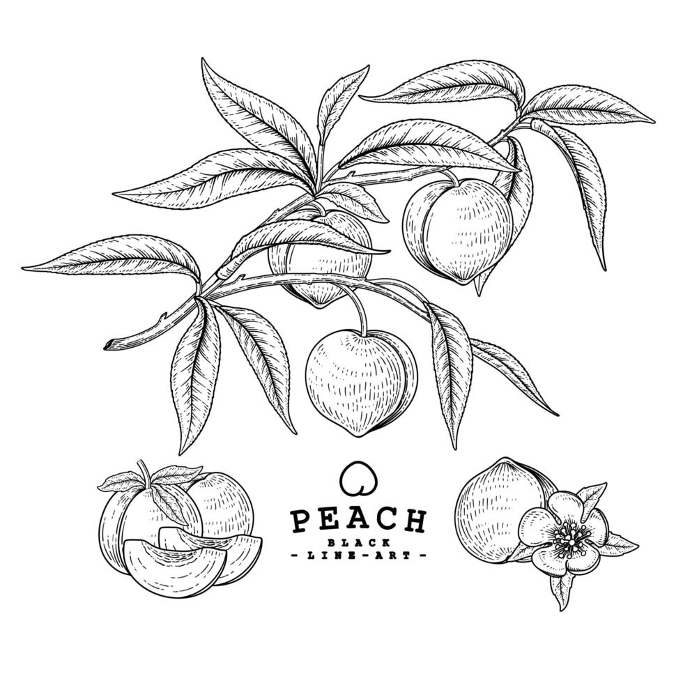 media rodaja entera y rama de manzana con frutas conjunto decorativo de ilustraciones botánicas dibujadas a mano vector