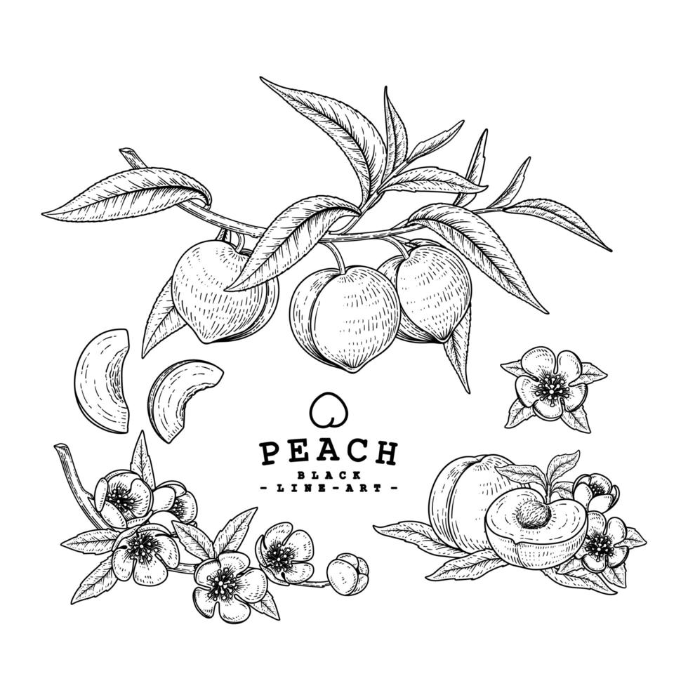 media rodaja entera y rama de manzana con frutas y flores ilustraciones botánicas dibujadas a mano conjunto decorativo vector