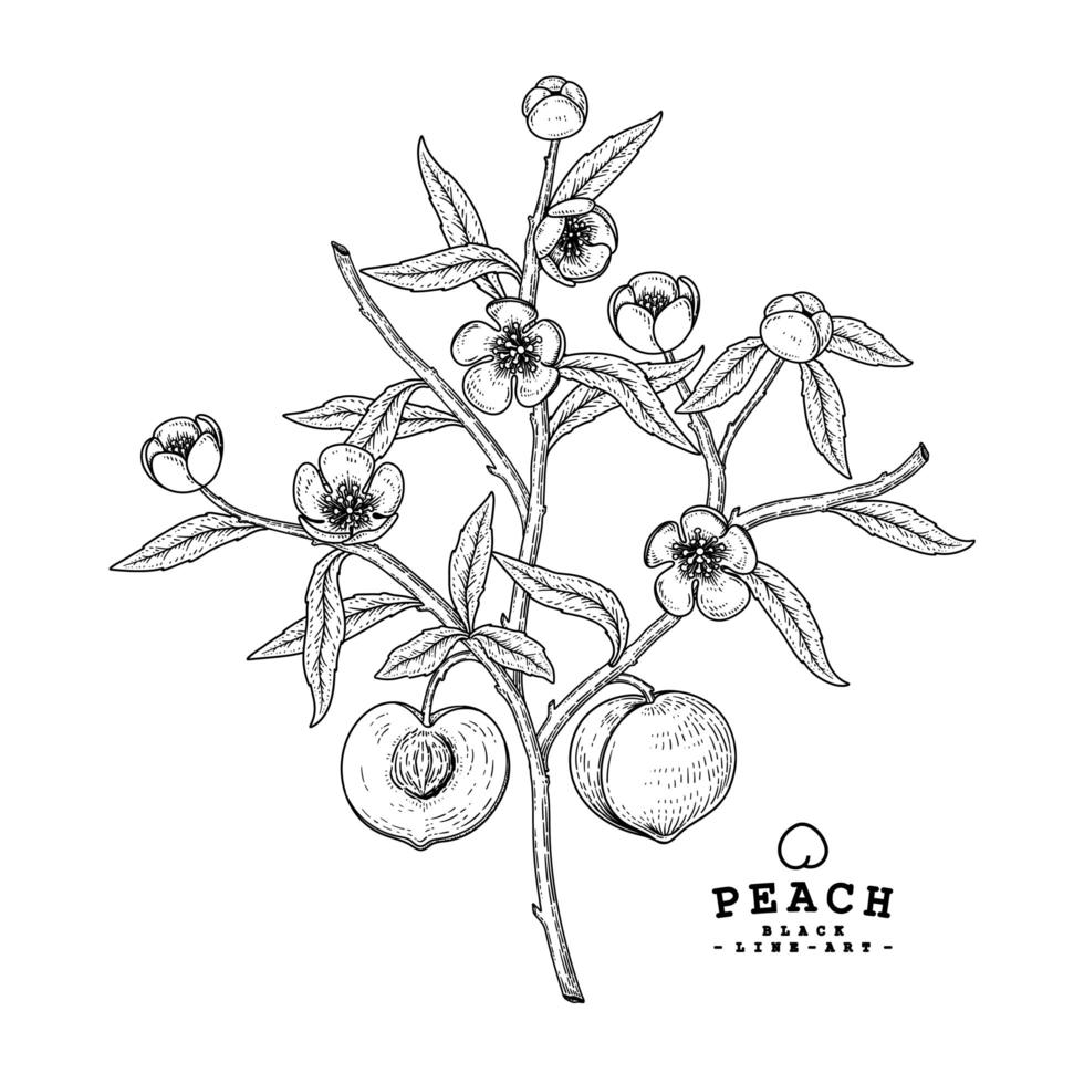 rama de manzana con frutas y flores boceto dibujado a mano ilustraciones botánicas conjunto decorativo vector