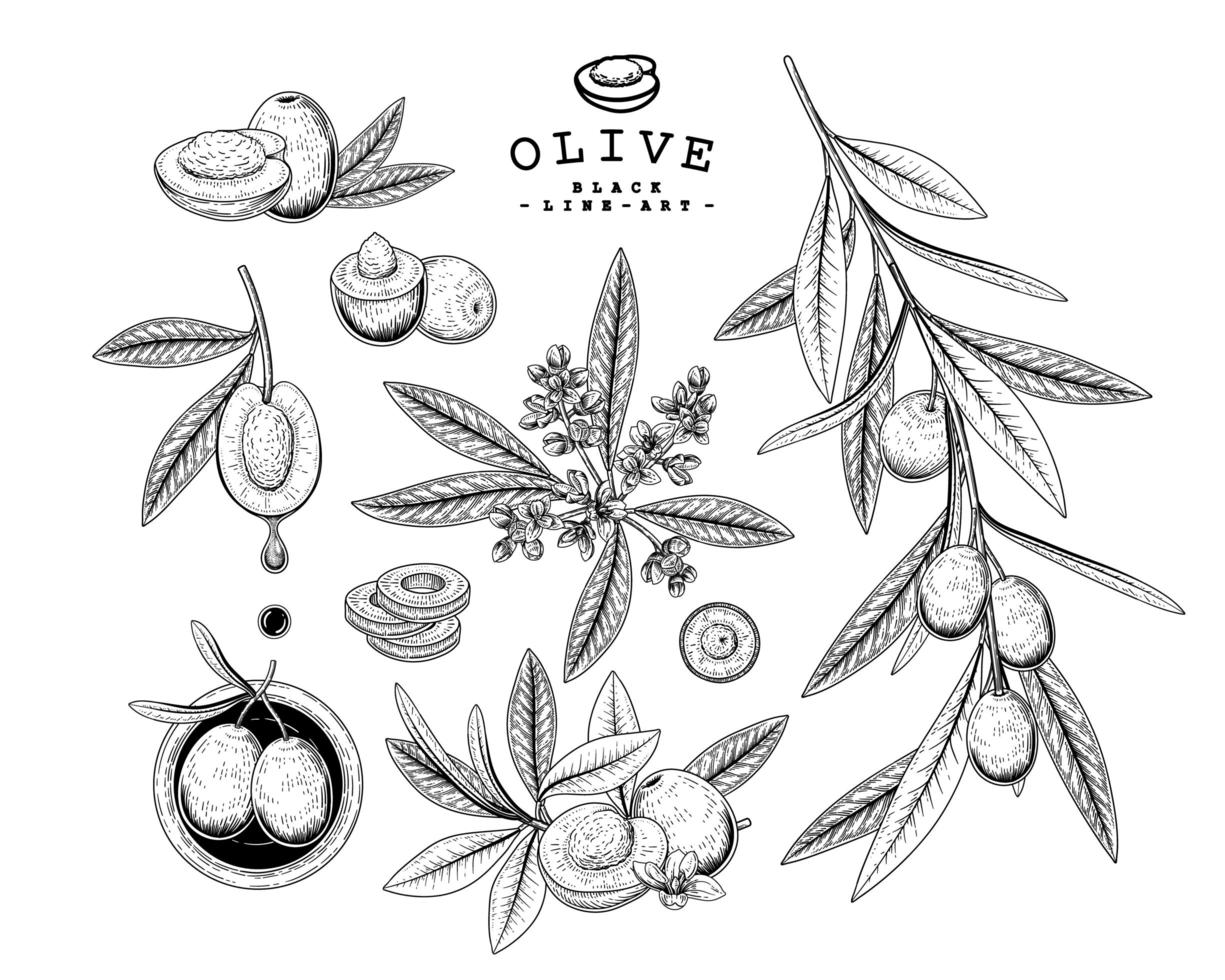 Whole half slice and branch of olive with fruits and flowers Hand drawn Sketch Botanical illustrations decorative set vector