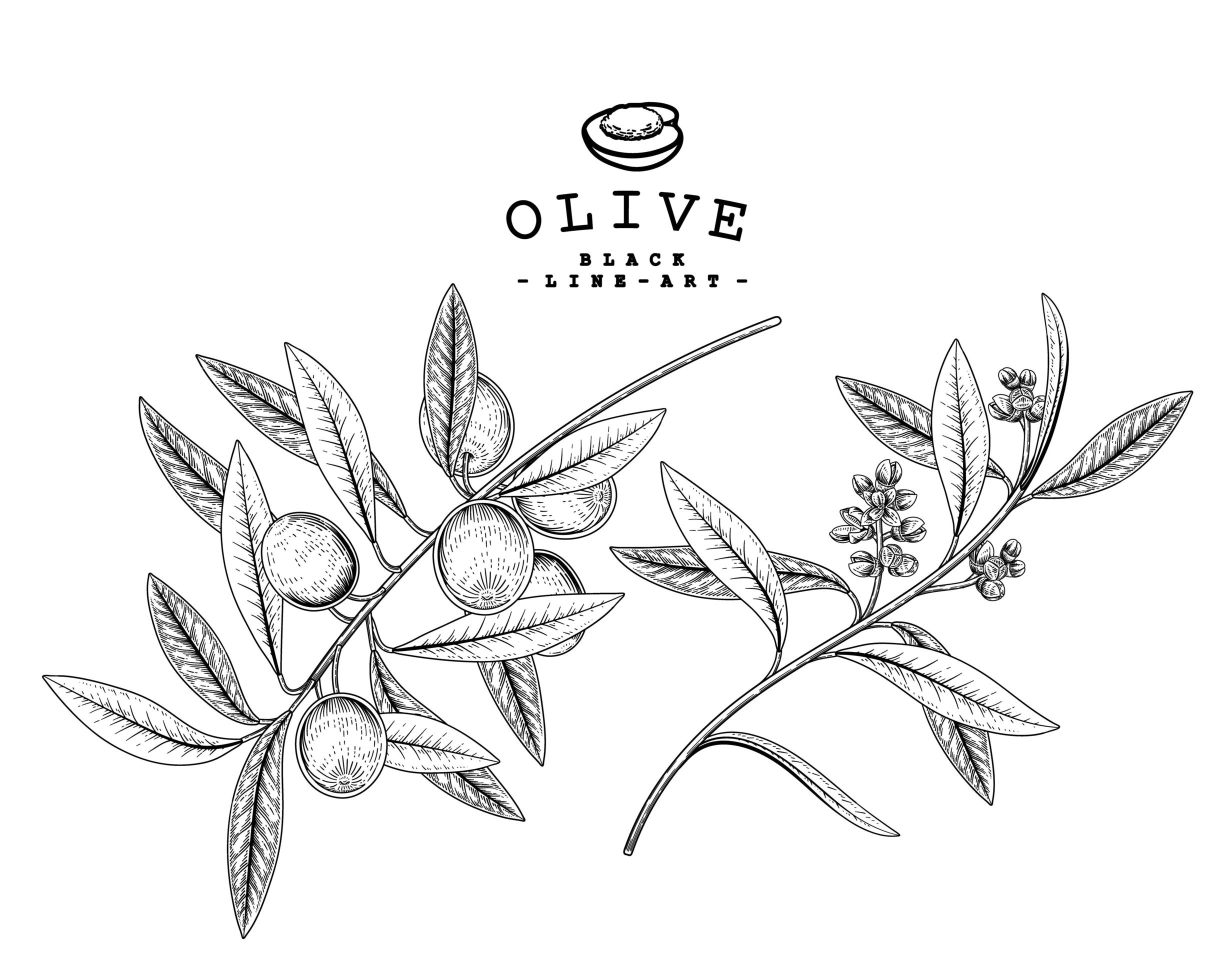 Branch of olive with fruits and flowers Hand drawn Sketch Botanical