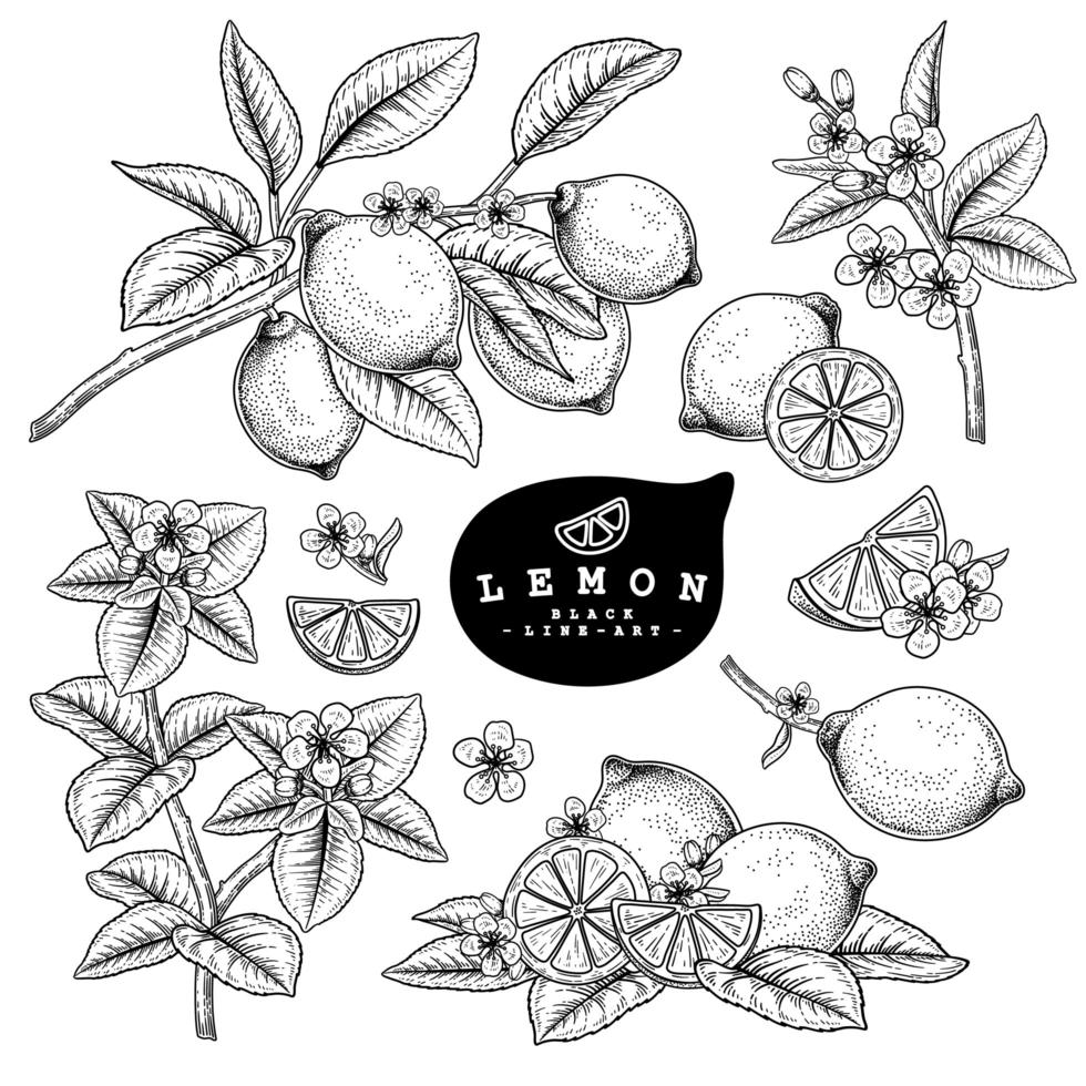 Whole half slice and branch of Lemon with fruits and flowers Hand drawn Sketch Botanical illustrations decorative set vector