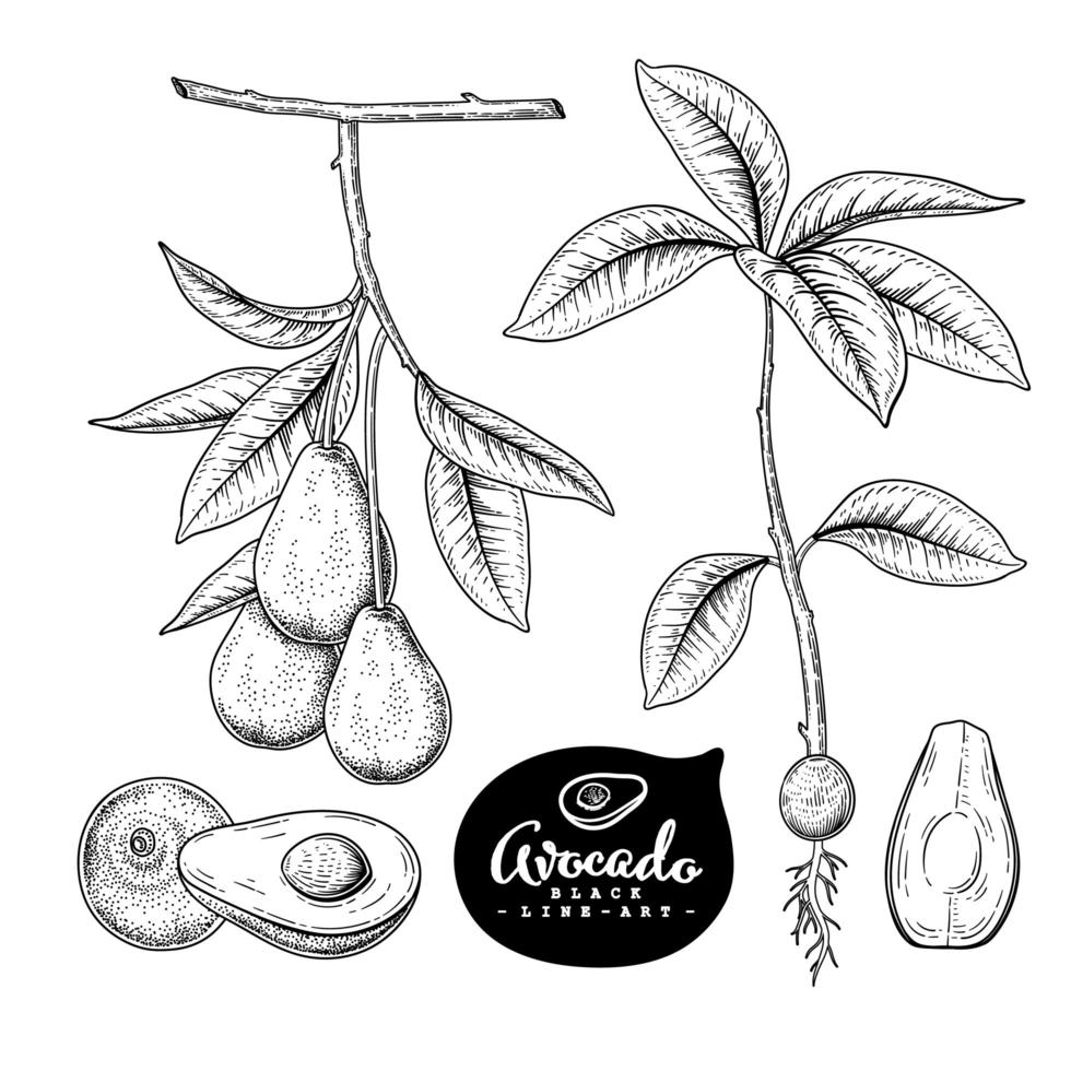 Whole half and branch of Avocado with fruits Hand drawn Sketch Botanical illustrations decorative set vector