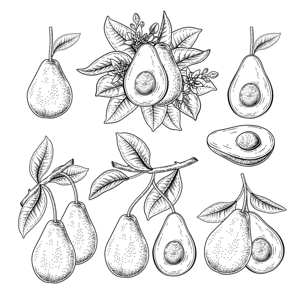 flores enteras y la mitad de la rama de aguacate con frutas boceto dibujado a mano ilustraciones botánicas conjunto decorativo vector