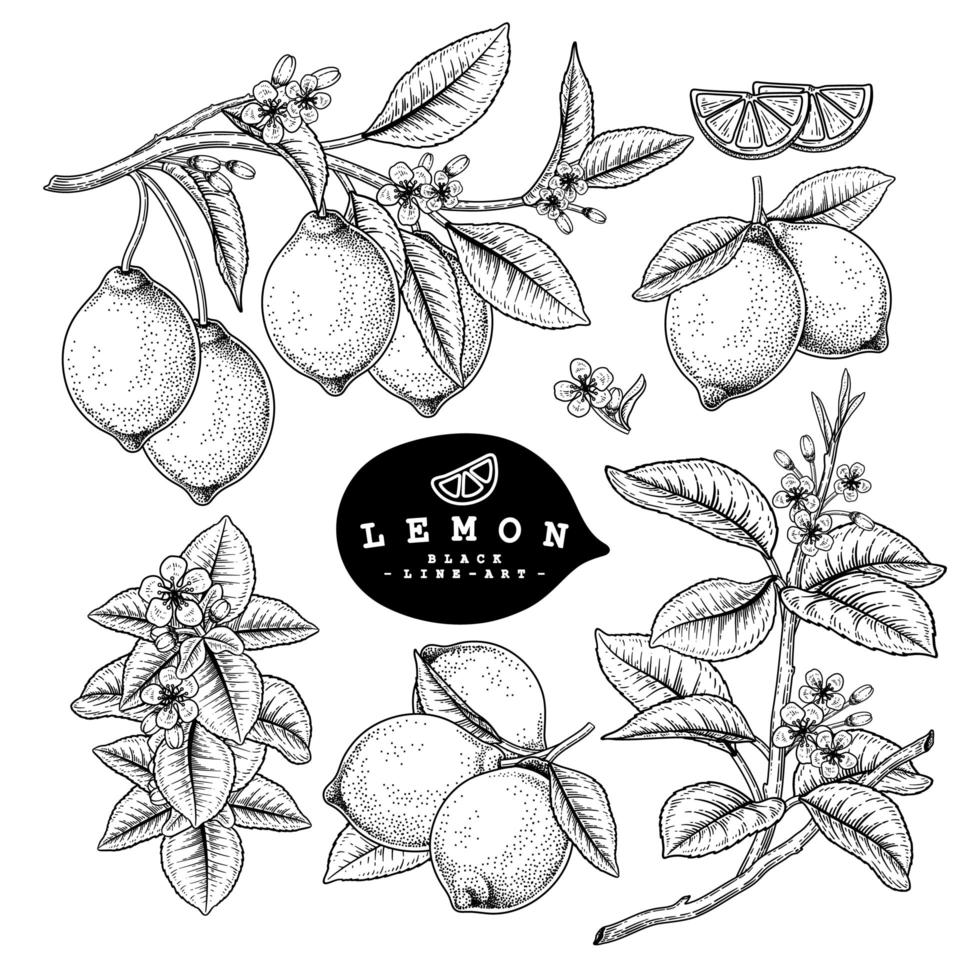 Whole half slice and branch of Lemon with fruits and flowers Hand drawn Sketch Botanical illustrations decorative set vector