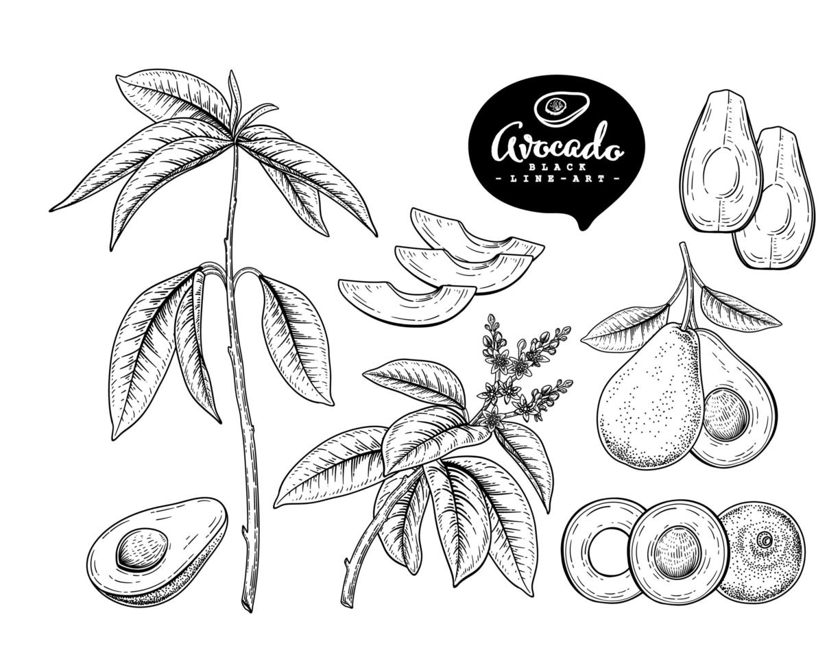 Whole half slice and branch of Avocado with fruits leaves and flowers Hand drawn Sketch Botanical illustrations decorative set vector
