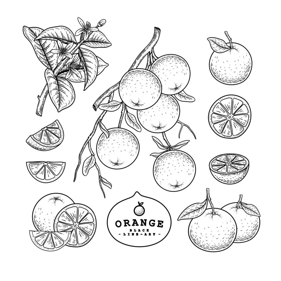 media rodaja entera y rama de naranja con frutas, hojas y flores, boceto dibujado a mano, ilustraciones botánicas, conjunto decorativo vector