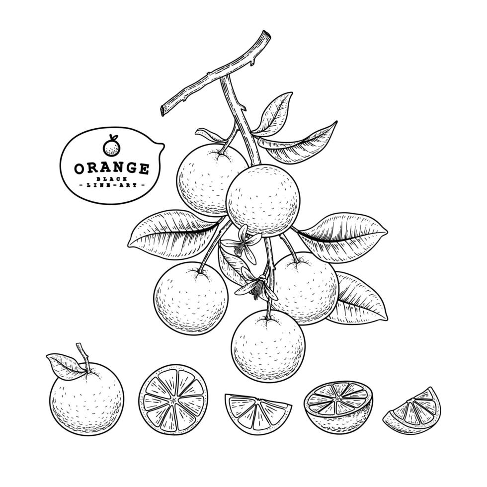 media rodaja entera y rama de naranja con frutas, hojas y flores, boceto dibujado a mano, ilustraciones botánicas, conjunto decorativo vector