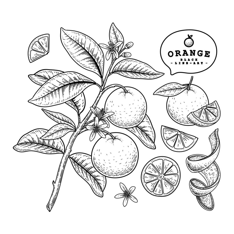 Cáscara de media rodaja entera y rama de naranja con frutas, hojas y flores, boceto dibujado a mano, ilustraciones botánicas, conjunto decorativo vector