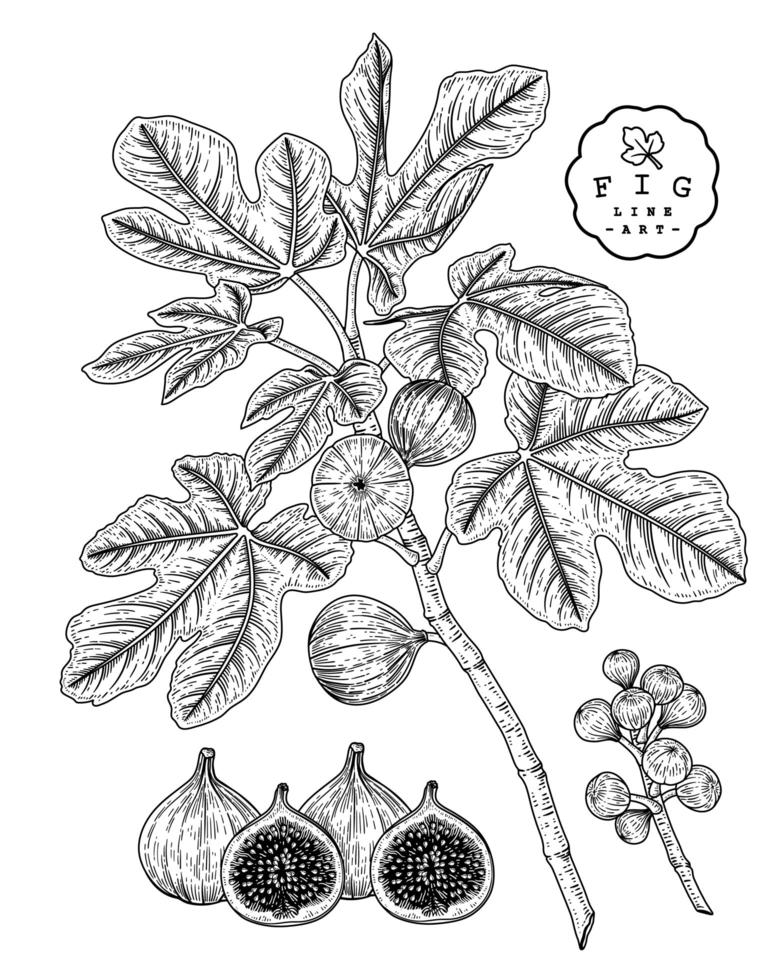 Whole half and branch of fig with fruits and leaves Hand drawn Sketch Botanical illustrations decorative set vector