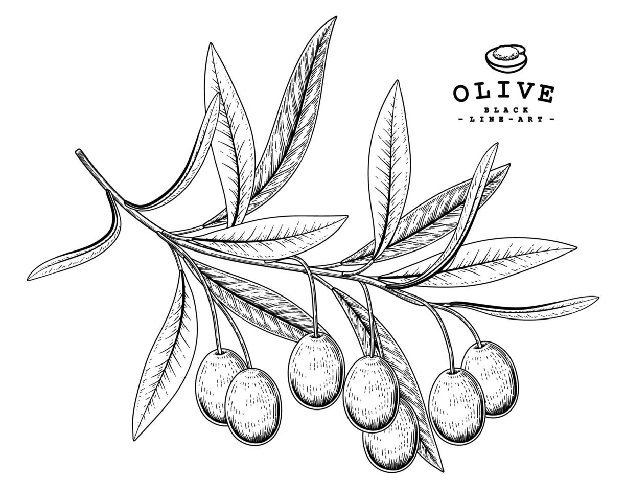 Branch of olive with fruits Hand drawn Sketch Botanical illustrations decorative set vector