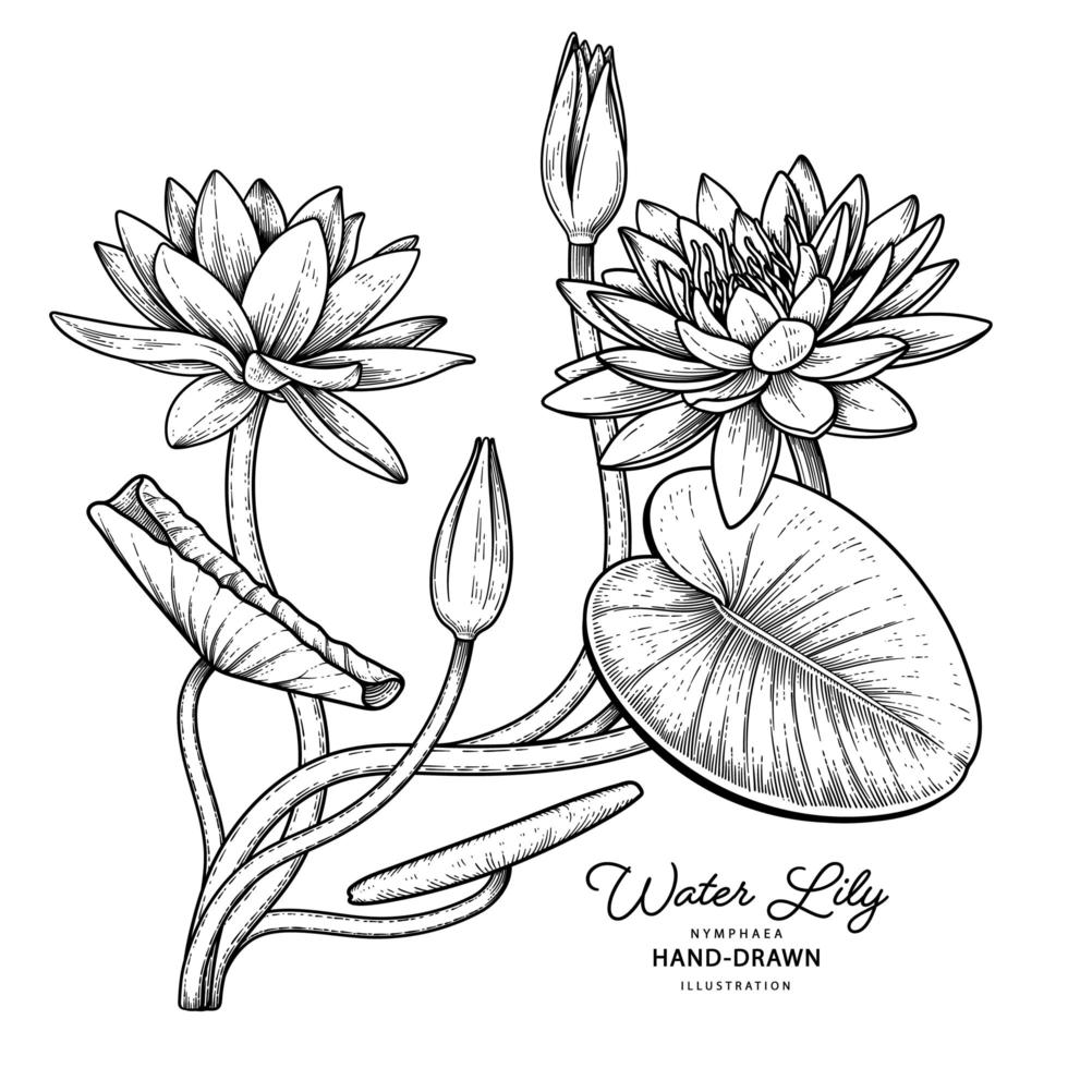 Water lily flower Hand Drawn Sketch Botanical Illustrations vector