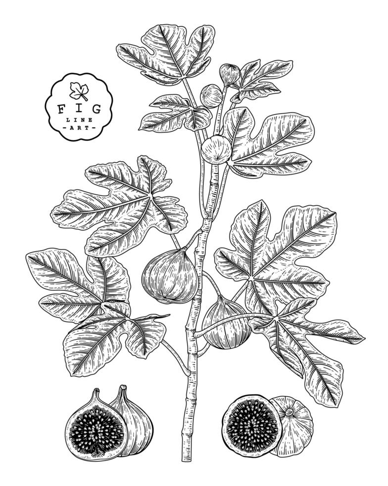 Whole half and branch of fig with fruits and leaves Hand drawn Sketch Botanical illustrations decorative set vector