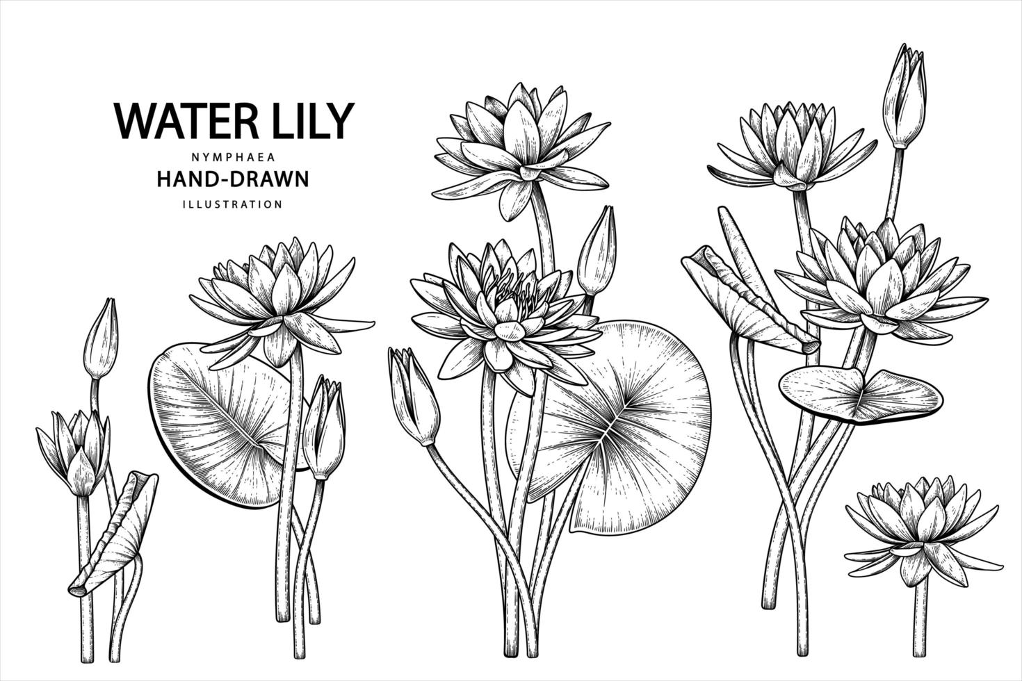 Water lily flower Hand Drawn Sketch Botanical Illustrations decorative set vector