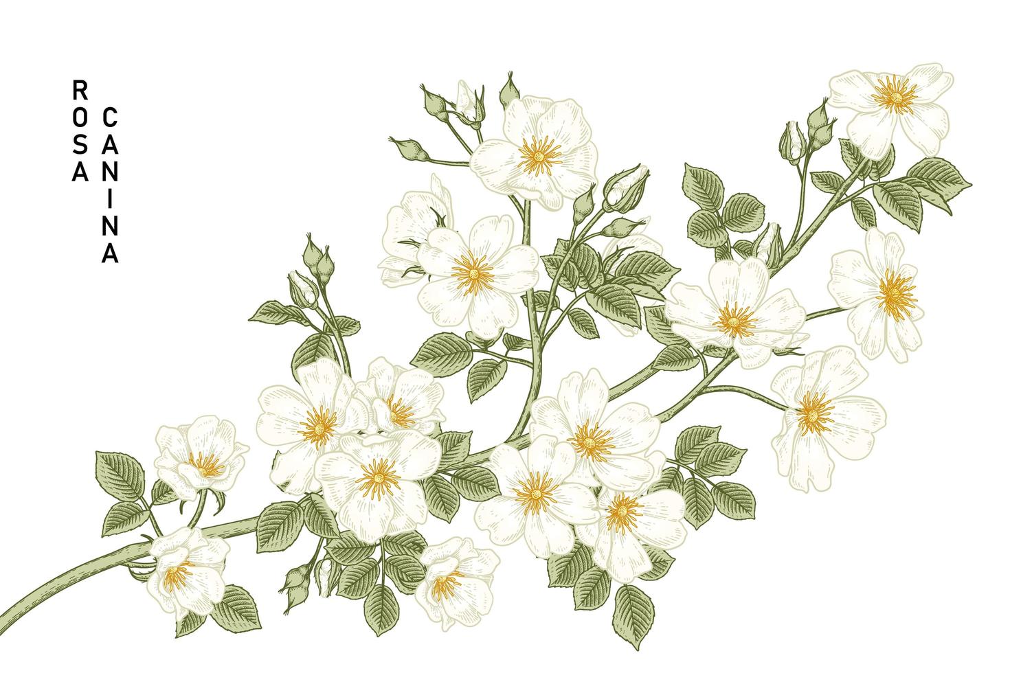 Branch of White Dog rose or Rosa canina with flower and leaves Hand Drawn Botanical Illustrations vector