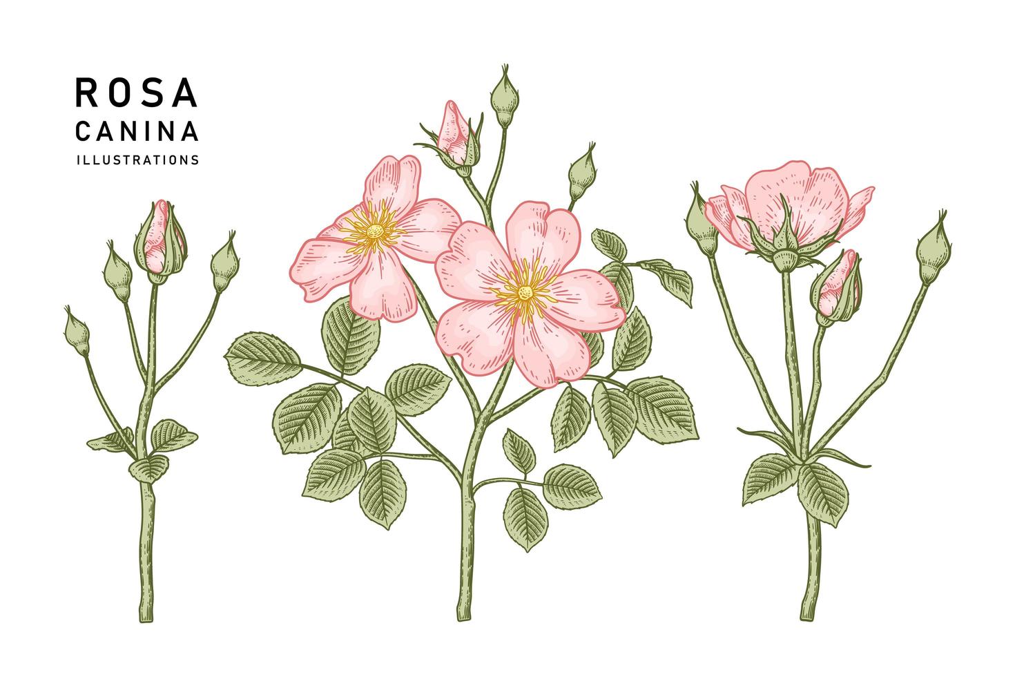 conjunto de rama de perro rosa rosa o rosa canina con flores y hojas ilustraciones botánicas dibujadas a mano vector