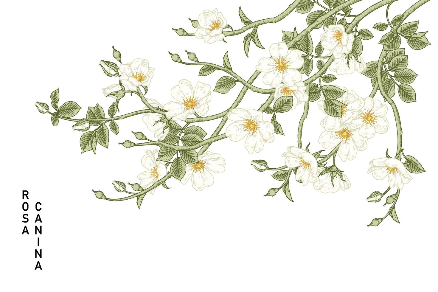 Branch of White Dog rose or Rosa canina with flower and leaves Hand Drawn Botanical Illustrations vector