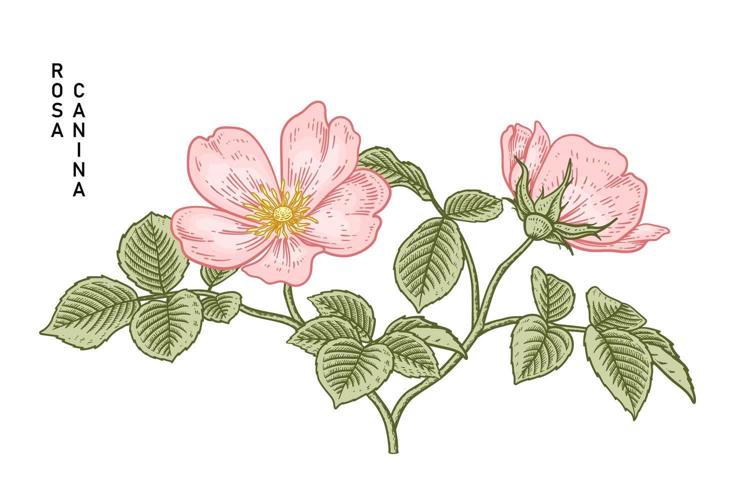 rama de perro rosa rosa o rosa canina con flores y hojas ilustraciones botánicas dibujadas a mano vector