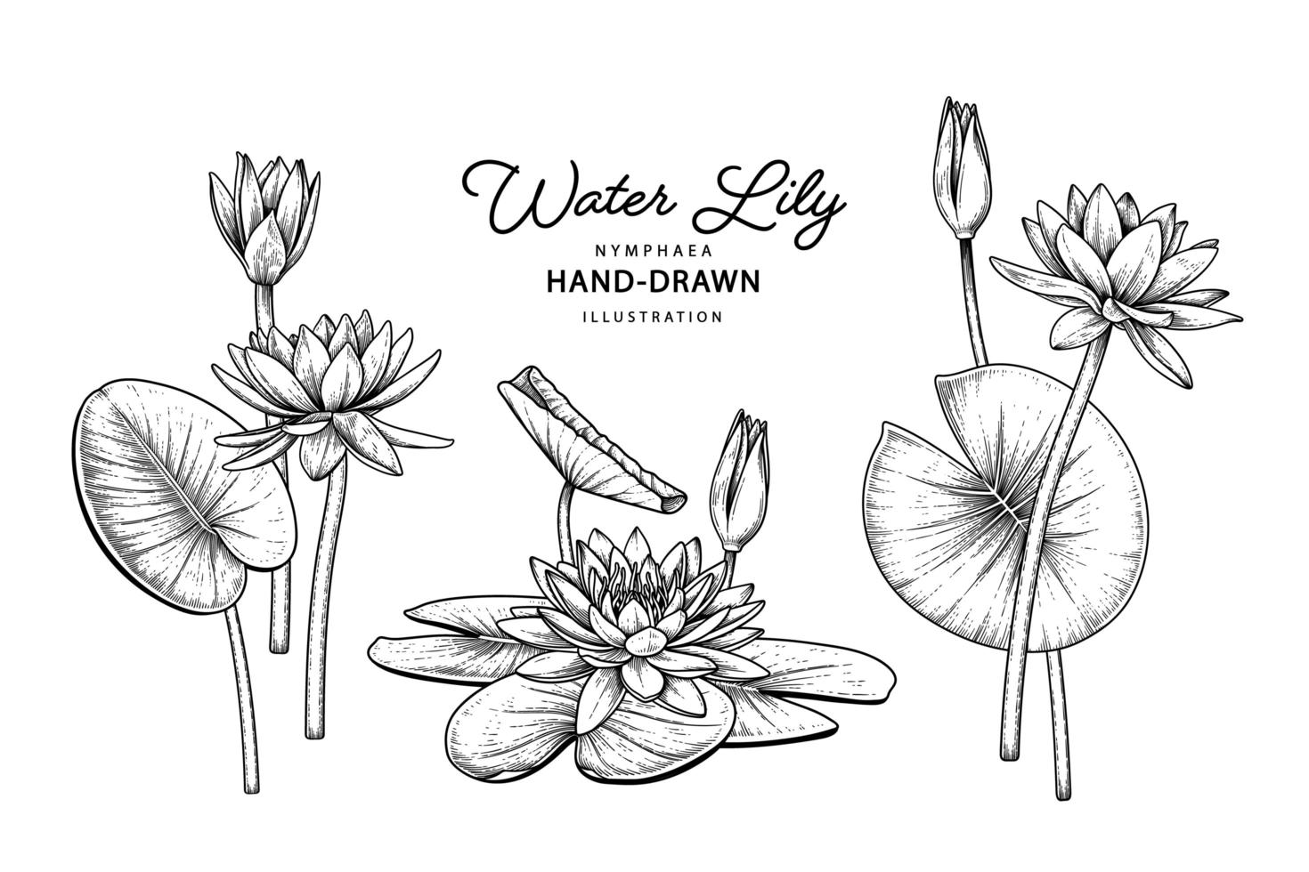 flor de lirio de agua boceto dibujado a mano ilustraciones botánicas conjunto decorativo vector